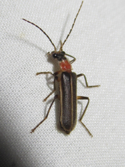 Podabrus quadratus