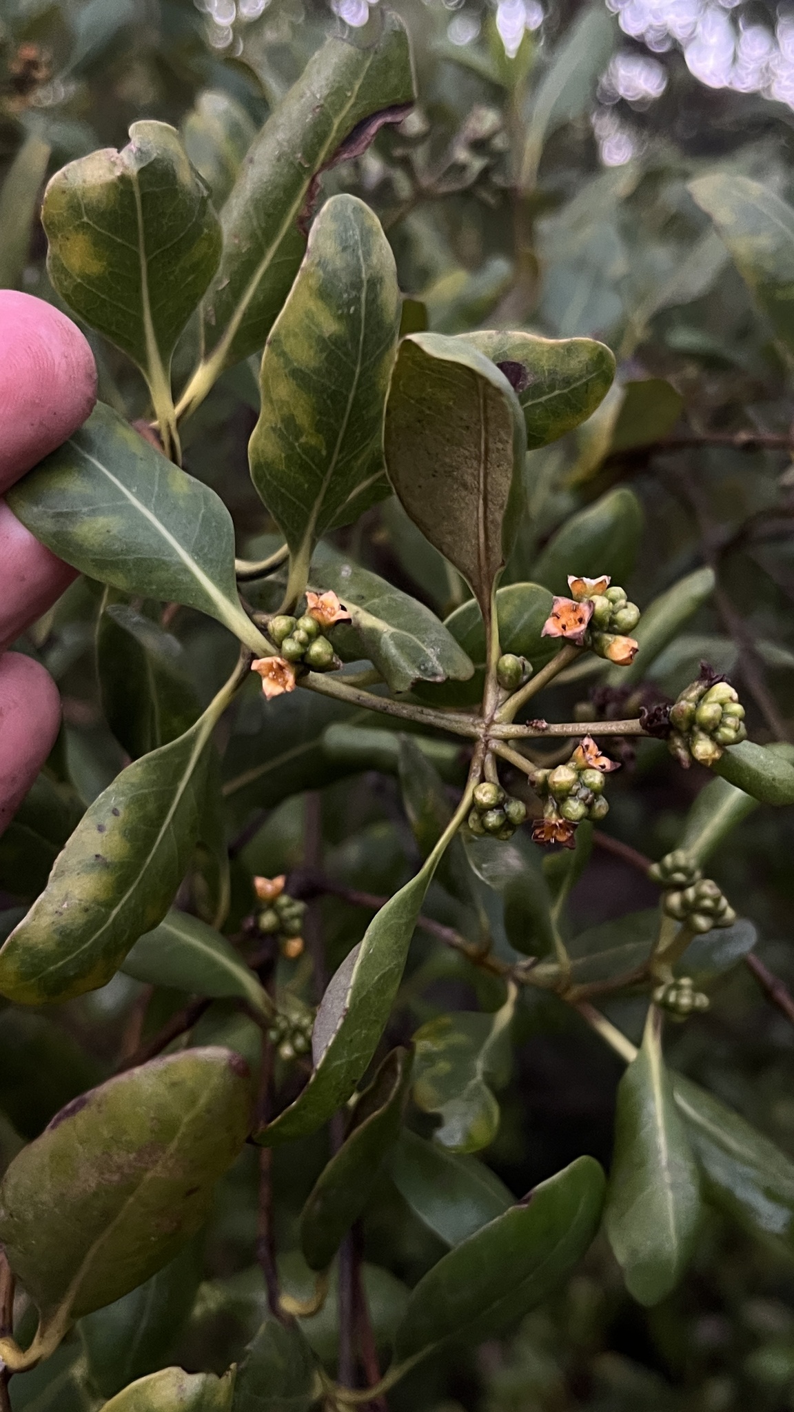 Avicennia marina — ảnh 2
