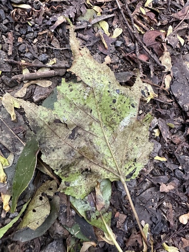 Acer insulare iNat (2)