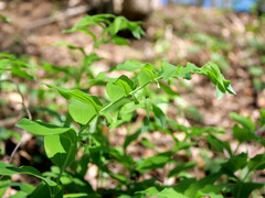 Polygonatum multiflorum