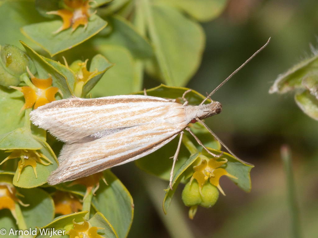 Pleurota subpyropella
