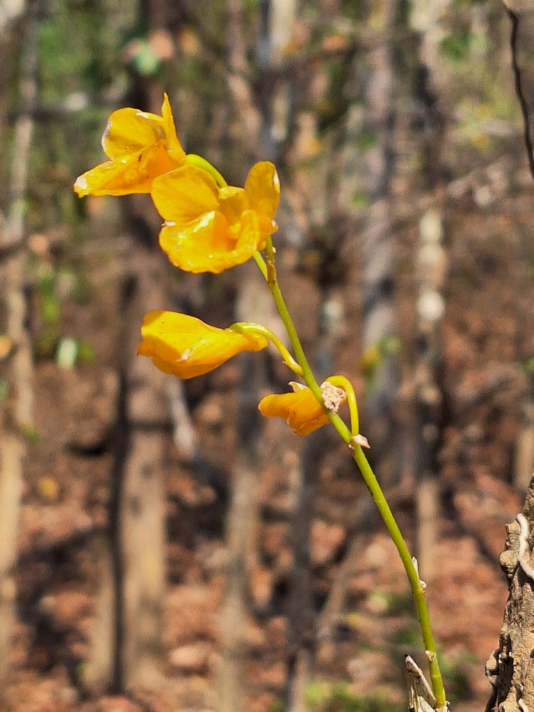 Dendrobium capillipes Rchb.f. 2