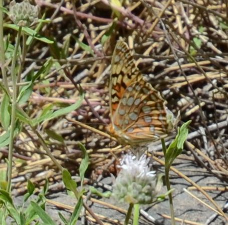 iNaturalist observation photo of Coronis Fritillary