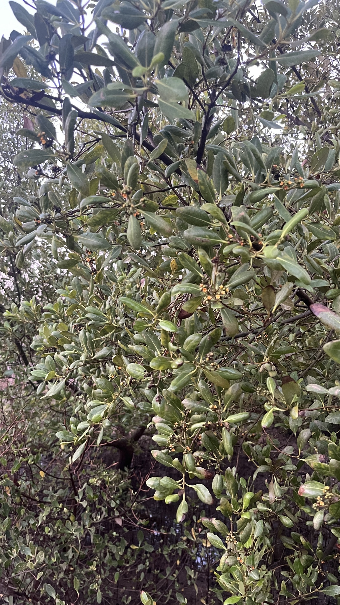 Avicennia marina — ảnh 3