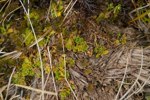 Epilobium confertifolium (Epilobium confertifolium)