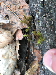 Orthotrichum papillosum