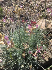 Astragalus calycosus