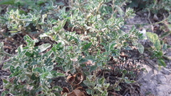 Amaranthus polygonoides