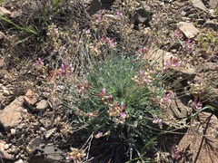 Astragalus calycosus