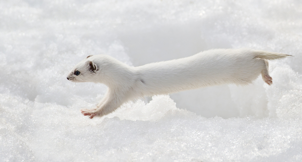 Least Weasel
