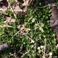 Stellaria