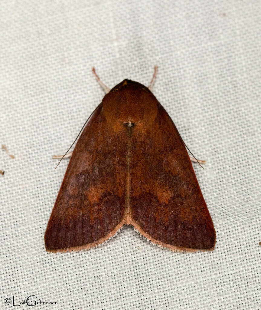Calymera vinacea