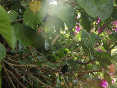 Morus nigra