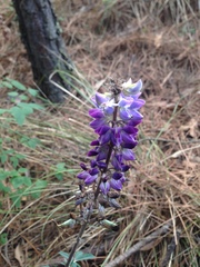 Lupinus montanus