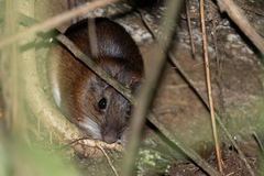Boyaca Spiny Rat photo 2