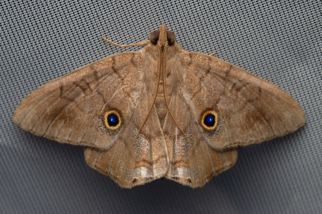 Dyomyx psectrocera