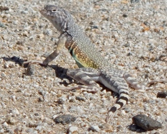 Callisaurus draconoides rhodostictus