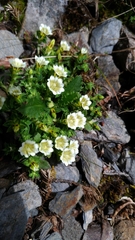 Gentiana scabrida horaimontana