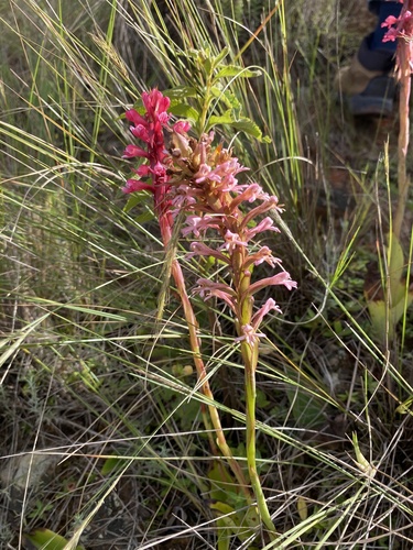 Largeleaf Satyre (Satyrium macrophyllum)