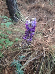 Lupinus montanus