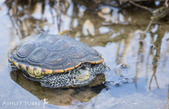 Malaclemys terrapin