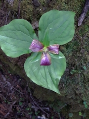 Melanthiaceae