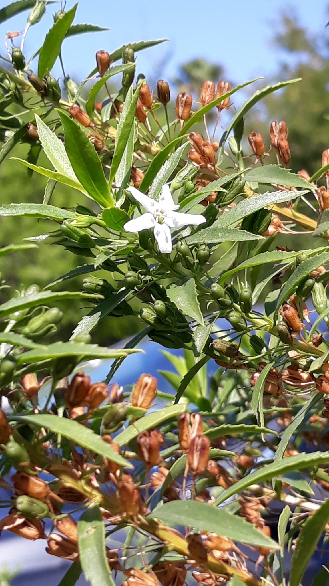 Capraria mexicana