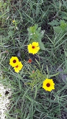 Coreopsis linifolia