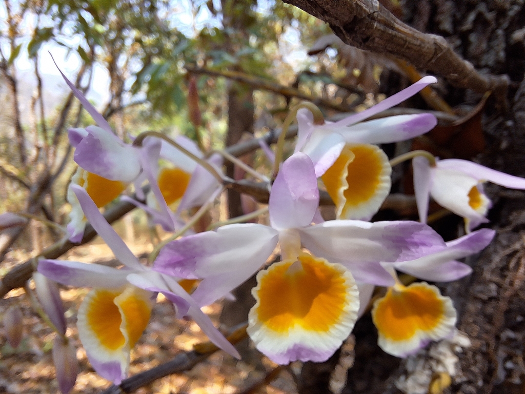 Dendrobium gratiosissimum Rchb.f.