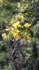 Parkinsonia texana macra