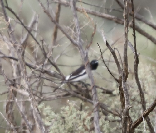 Pied Honeyeater (Certhionyx variegatus), photo 3