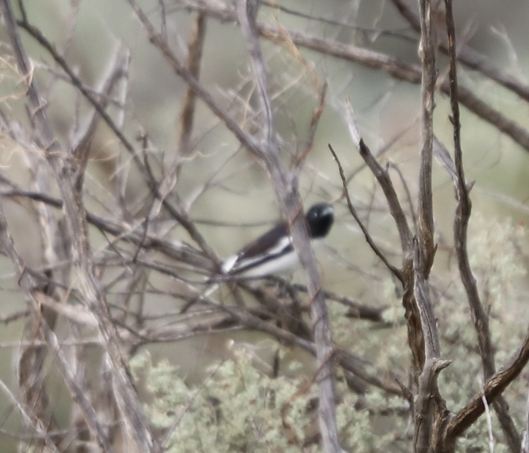 Pied Honeyeater (Certhionyx variegatus), photo 4