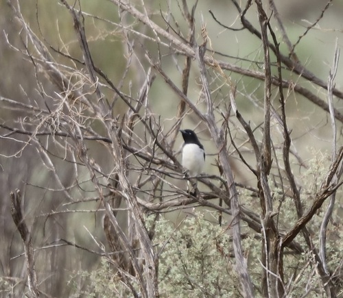 Pied Honeyeater (Certhionyx variegatus), photo 4