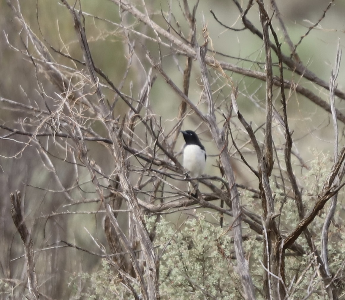 Pied Honeyeater (Certhionyx variegatus), photo 5