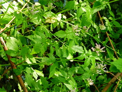 Valeriana pauciflora
