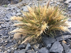 Deschampsia ovata
