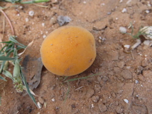 Image of Dichapetalum cymosum by no rights reserved