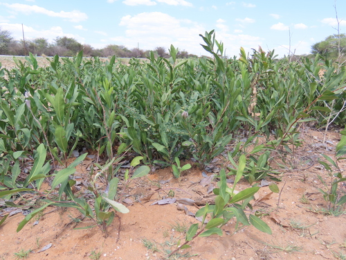 Image of Dichapetalum cymosum by no rights reserved