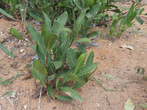 Image of Dichapetalum cymosum by no rights reserved