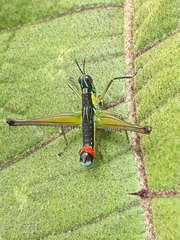 Paramastax duquei
