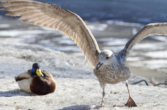Larus argentatus