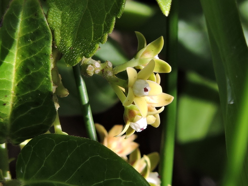 Oxypetalum pachyglossum
