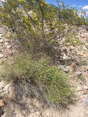 Baccharis wrightii