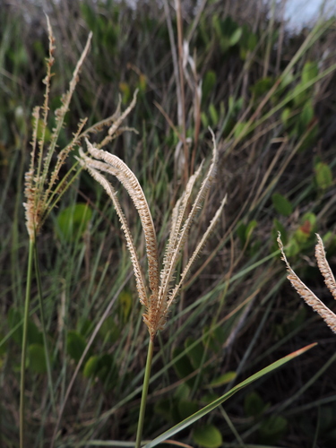 Capim-coqueirinho (Chloris retusa)