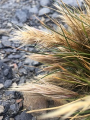 Deschampsia ovata