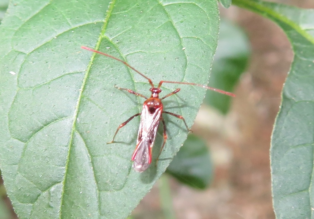 Helopeltis cinchonae from 557台灣南投縣竹山鎮 on March 24, 2024 at 02:56 PM by ...