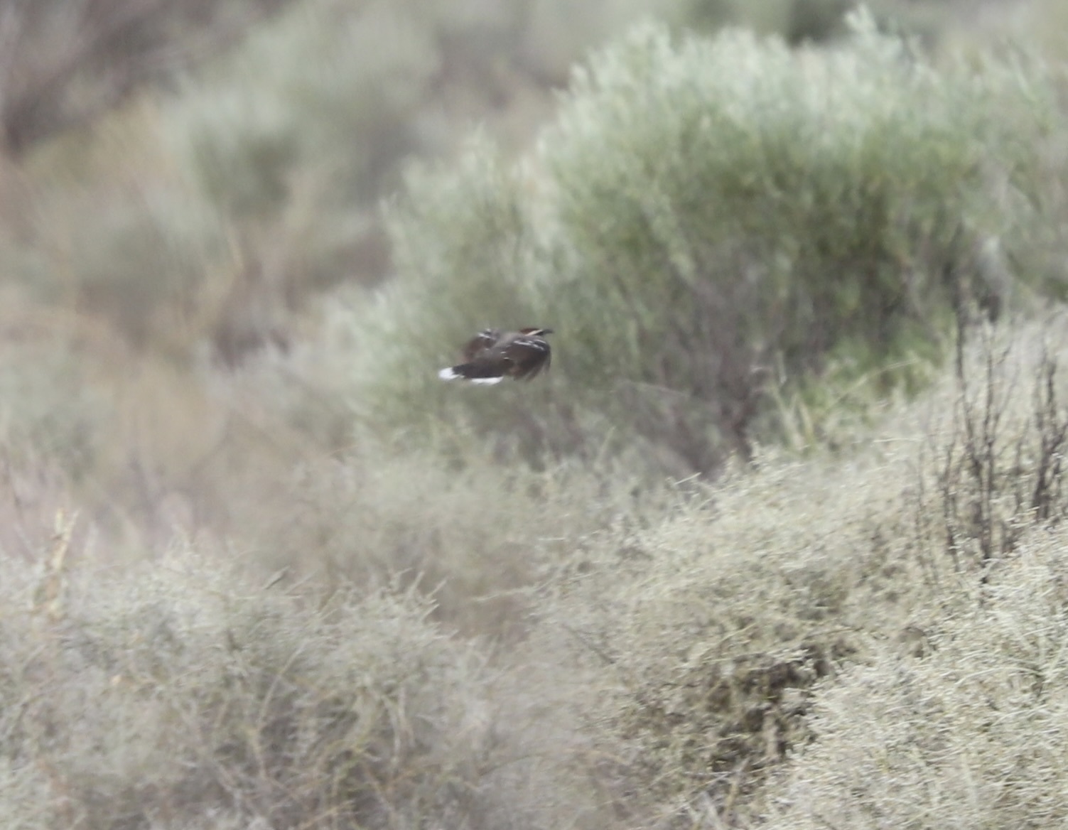 Chestnut-crowned Babbler (Pomatostomus ruficeps), photo 8