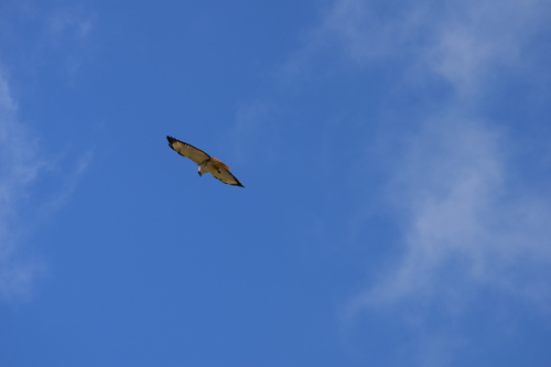 Augur Buzzard