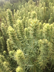 Castilleja grisea