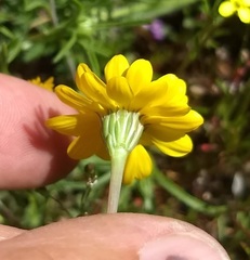 Pentachaeta aurea aurea